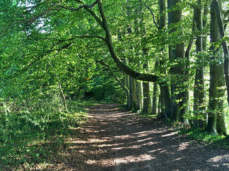 The-path-ahead-along-westbury-ridgeline 1 